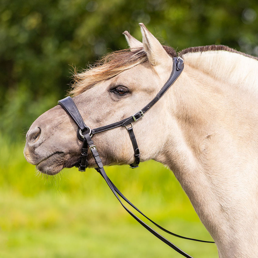 bitless-bridles-title_q